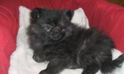 I have 3 purebred Pomeranian puppies for sale. I have 2 females and 1 male, they are all a dark brindle coloring. They make very affectionate and loving dogs. They are very playful pups, they have been raised around kids, so they will be great kids dogs,