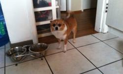 Lovely little pomchi. We have had her for 5 yrs and kids are just too busy to care for her anymore. Tan and white, about 7lbs. Needs a very loving home with people to play with her. Loves cats and kids. Tattooed, tagged, spayed.
This ad was posted with
