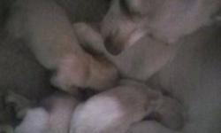 Hi i am selling female Chihuahua and Pomeranian mixed puppies. They were born on October 31st 2011 and should be good to go around Christmas time They are super cute and loveable.