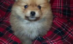 "Ben" is a real sweet heart who is now looking for a family to call his own. He is a charming, friendly little fellow with a lovely thick coat and beautiful eyes.
He will mature to aprox.5lbs.
A pure bred Pomeranian he will have up to date Vet. check and