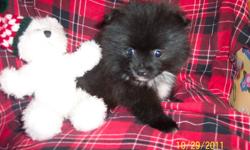 Healthy Pure Bred Pomeranian Puppies.
One Black and White little girl.
One Orange Sable little boy.
Date of Birth 12th Sept. 2011.
Will be Vet.checked.Micro-chipped and Vaccinated up to date.
Parents available for viewing.
Visitors welcome.