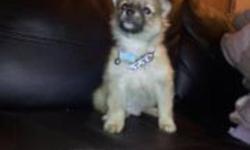 Buster is an 11 week old pomeranian puppy who is very energetic and playful. He is great with children and gets alongh with cats. He is almost fully house trained,but dose have the odd accident. He has his first shots and has been de-wormed. I am looking