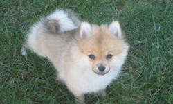 One male pomeranian puppy. Vet checked with  first set of shots and deworming. Pee pad trained and outside.Very socialized,  parents on site.