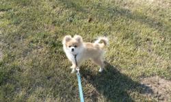 We have a CKC Registered Orange Parti Female Pomeranian that is looking for her forever home. She will be about 5 lbs full grown and is in her puppy monkies at this time. She is very social and outgoing and is mostly paper trained as puppies are at that