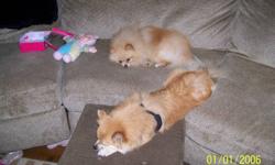 We have 6 pomeranian pups that will be ready to go with first shots and dewormed by Nov 24th minimum. Here are some photos but their coats will change over time. They are sweet, lovable and very loyal dogs. They will go quickly, please leave a message or