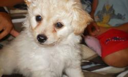 Pomeranian / Havaneese mix
Lovable male puppy offered  for sale to a good home. Sam is lovable and he loves to play with kids. Very cute and fluffy.
 
The reason im selling is because we are not allowed to have 2 dogs in my apartment.
Must see you will in