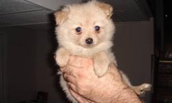 Both parent are Pomeranians
5 females and 1 male
Asking $375
If interested pls call @ 613 389 1355
Ask for Pierre. Thanks