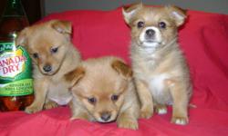 PORKIES - 3 girls left  (from a litter of five). Mother is Yorkie  our family pet (she is about 8 lbs), Father is a minature Pomeranian (about 6 lbs).  Porkie Pups had  first shots, dewormed, vet check & health record complete on dec 5 2011. .Call ask for