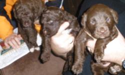 Thank you Kijiji! All Sold as of Jan 27/12. A litter of 11 pups. Mom is a beautiful gentle & loyal purebred Black Labrador Retriever, and Dad is a brilliant purebred Portuguese Waterdog champion (breed President Barrack Obama has named ?Bo?). All puppies