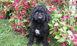 Purebred Portuguese Waterdog  puppies available November 27,2011.  Non-shedding, non-allergenic,microchipped and vacinationed.  Loves children, and love the water!  Loyal companions.