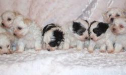 NOTICE: We lowered them to half price so they find new homes for Christmas!  You will not find these puppies for this price ANYWHERE!
We have Registered Coton de Tulear puppies that were born on October 10,2011.  They are now ready for their new homes!.