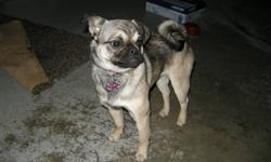 7 month old female Pug for sale. We love our dog Ruby but for health reasons need to find her a new home. She is great with kids.