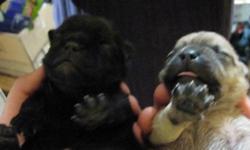 Our pups will be 8 weeks on December 23rd and are pretty much eating on their own now. Mom is a pure bred pug about 13 lbs and dad is a pure bred papered pom about 6 lbs. The babies are very pug faced and very small. Adorable. We have left the male brown,