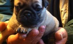 5 pug puppies for sale
2 male black pugs ---- 1 Left
3 female fawn (tan) pugs
 
Ready to find new homes the first week of December
Vet checked and first shots and dewormed
 
Care package with every puppie
 
Mother is with puppies and father can be present
