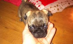 1 male fawn pug puppy ready for Christmas he love kids has he have been around my 3 year old since he was born has his first shots and deworming
This ad was posted with the Kijiji Classifieds app.