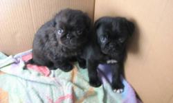 We have two male pug puppies for sale. They have their first shots and are ready to go. Please contact Kelly at 260-3276.
