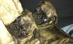 Adorable Pug looking puppies.
We have Fawns and Fawns with Brindle
I can send you pics of mom, dad, and grandmom
I will accept deposit of 1/2 down now and half on pickup.
Dad is full Pug and Mom is 1/2 Pug 1/2 Boston
These pups will be ready to go Dec 2nd