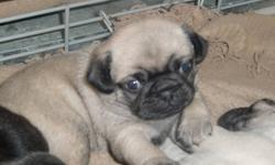 Purebred Pug Puppies ready to go for Christmas!!!  3 female fawn in colour.  Both parents onsite to see as well.  These little girls are raised in a family environment around kids and other pets.  They will join you in their forever homes complete with a