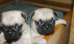 PUG PUPPIES - MELT YOUR HEART THIS WINTER SEASON WITH A PERFECT LITTLE PUG PUPPY!!
?
PUPPIES WERE BORN SEPT. 5 AND THE PUPS WILL BE READY TO GO AT 8 WEEKS OLD ON NOVEMBER 1.
DAD, TUFFY AND MOM, TILLEY ARE BOTH FAMILY PETS AND ARE HERE TO BE SEEN WITH THE