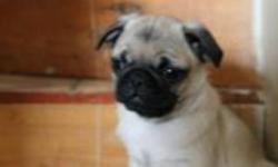 Ready for a new home,only 1 male pug puppy He was vet checked, de-wormed and had his 1st needle. He comes from a loving home and is good with kids.He is doing very well with paper training. If interested email me and i will get back to you.