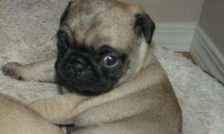 Adorable purebred pug puppies for sale.  Looking for good homes. They are not CKC registered and are not from a puppy mill.  Raised as part of the family and very kid friendly. Fawn male /female. Pups come with, dewormed, shots, nail trimmed  and puppy