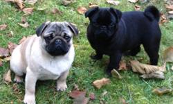 PURE BRED MALE PUG PUPS, FAWN AND BLACK AVAILABLE TO GO TO THIER NEW HOMES NOW. SECOND LITTER BORN DEC 1, BOTH MALE AND FEMALE, CHOCOLATE BROWN AND BLACK AVAILABLE. DEPOSITS BEING ACCEPTED, WILL BE READY TO GO HOME ON FEB 1 2012.
 
PUPS COME WITH