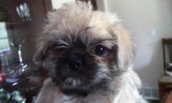 Pugese - 1little boy available, Mom 13lbs PB Pug & Dad 3lb PB Maltese, he is adorable, small. He is a non-shedding puppy and has had his 1st shots, deworming and microchip! He has been family raised with much love and is ready for his new forever home.