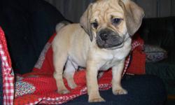 Beautiful tan colored puggle.Happy & cuddly
     little fellow. Loves adults & kids - just wants
     to please.
    
 
     Has first shot, deworming, and training has been started!
    
 
    Call 306-934-3940 Saskatoon.