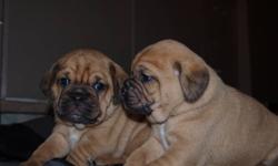 Beautiful ist generation  puggle puppies for sale. Mom is  black Pug and Father is a  colarful beagle....  just adorable babies ,  with great personality, parents ,,parents are great dogs,,,, puppies Hand raised handled lots , love attention and Children.