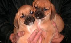 2 FEMALES  and 3 MALES,ready to go to new homes.They have been vet checked ,vaccinated ,dewormed and advantage treated.The dad is a pure fawn pug and the mom a 13 inch tri colored beagle.I am 1 hour from kingston,,,ph 613-926-2953