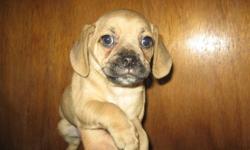 These are the true Puggle Puppies. Puggles are lovable, very sweet, social and good with people of all ages and other pets.
1st generation. Mom is a Pure small Beagle at only 10" & 15 lbs. and dad is a Pure Pug and is 11" & 16 lbs.
Born Oct 1st & now