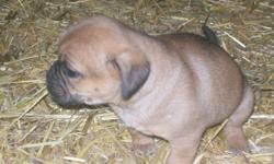 I have 5 Puggle Puppies for Sale
Only FOUR left!
3 Females & 1 Male
 
Mother is the Pug
Father is the Beagle
They are both here to see!
 
They are ready to go!
They are all vet checked and have their 1st shots.
 
Call Jenny @ (780)674-6471 or