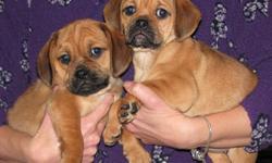 Puggles, who are agile, loveable and ready to play. 1Male and 1 female  pup . We have had our first shots, vet check and deworming. Our mom is purebred beagle and our dad is the purebred pug. We are ready to meet our new families. Come for a play and meet