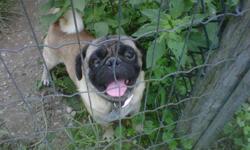 a breeding pair of pugs. Male is registered fawn colored and female is white. Calls only. 519 738 3863 or 519 564 5697.