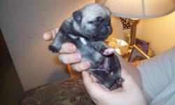 PUG PUPS.3 MALES,2 FEMALES,READY TO GO JANUARY 5,2012