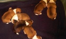 Mom, Daisy (Corgi/Jack Russel) is proud to announce the birth of her SEVEN adorable puppies!!
(Dad is Jack Russel)
3 boys and 4 girls, all in need of good loving forever homes.
All will be vet checked, wormed and have their first shots.
Email to set a