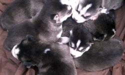 Siberian husky puppies available in November. We have anew litter of pups born on October 1. There are boys and girls all black and white or dark grey and white.
black and white boy 2
black and white boy 1
dark grey and white girl 1
black and white girl