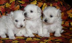 Ready Nov. 3, 2011.  Kennel trained, paper trained, vaccinations and vet. health check.  Both parents are Purebred Maltese and 6 -7 pounds. Puppies will come with their own small kennel and food. These puppies are raised in our home and are very social