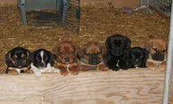 We have 7 Puppies and the Mother (Beagle/Lab) Dog 4 Sale
These puppies are Puggle crossed with Beagle /Lab.
They were born Oct. 5 and are ready to go! 8 weeks old.
Mother is a very gentle dog. She is 12 inches tall and weighs approx. 35lbs.
The Dad was a