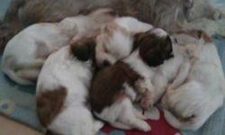 We have 2 male puppies left....willing to sell at 350 without shots and 450 with. please contact dave at 905-371-2990 one male is all white with a little bit of light brown and the other male has the dark brown.
