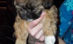 shih tzu/poodle cross puppies will only grow up to 5lbs they also have there first shots. We also have a pure bred poodle that is 4 years old with no papers. We are asking for $300.00 for each of them.
 
 
please do not e-mail call for inquiries
