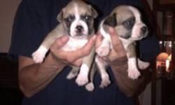 Boston terrier, shnauzer, pug, Jack russell pups for $50.00.  They will be ready in 3 t0 4 weeks time.  If interested and want to view them please call sandra at 705-761-0145.