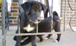 Border Collie / Lab Cross Puppies  -   (Parents on Site)
First Shots, de-wormed, vet-checked.  To responsible caring home, puppy experience should be a must.  Gentle temperament, sturdy, strong, healthy.  $390.  Phone calls only, serious inquiries