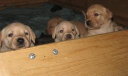 Puppies for Sale!
Golden Lab X
10 puppies will be ready to go by Christmas to a loving, family home
5 male & 5 female
Parents on site (see pictures)
$250.00 non vaccinated
$300.00 vaccinated
Please email if interested