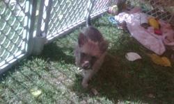 2 adorable puppies chihuahua,pom mix both females 5-7lbs adult size parents on site...$400 Call 745-9880