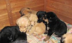 10 LOVING PUPS LOOKING FOR A GOOD HOME MOM WAS A RESCUE DOG AND WAS PREGNANT WHEN FOUND SHE LOOKS PART SHEPHERD AND AND TERRIER NOT SURE WHAT DAD IS THEY WILL BE READY TO GO IN ABOUT 2 TO 3 WEEKS 
 AFTER OCTOBER 29TH