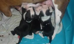 Puppies for sale.
No shots.
Bulldog/Collie puppies.
Males & Females.
Come get one now.
Super cute, Unique markings.
Serious replies please.