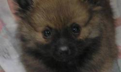 Pomeranian Puppies forsale
 
12 week old males
mature weight 3-4 lbs
mature height 6-6 1/2 inches
1/black/1/brown
 
NO EMAILS PLEASE
 
CALL 204-434-6910