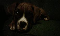 i have a boxer puppy named chloe shes 4months.. i am asking 800 obo.. shes house an crate trained..she needs improvement with walking still.. she has all needles an dewormed.. she great with kids an other animals.. i have a cat she is friends with  but