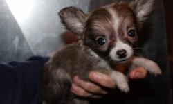 cute chi pups avail Some short and some log hair.Boys and girls.Prices from 400.00 to 580.00,2 males are 400.00 and 450.00 and the females are 580.00.The females have been vet checked and needles done. Located in Engehart.Mght be able to meet in new